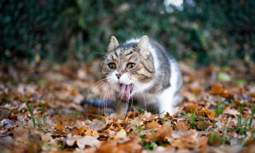 Nahrungsmittelunverträglichkeit bei Katzen