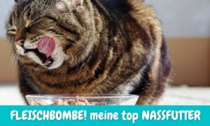 Read more about the article Gutes Nassfutter für Katzen – MEINE TOP 3