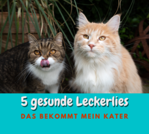 Read more about the article 5 Gesunde Katzen Leckerlies