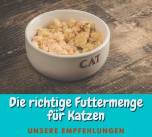 Read more about the article Die empfohlene Futtermenge für Katzen