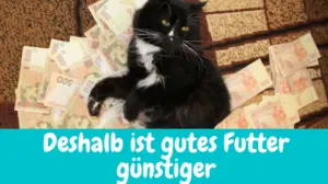 Read more about the article Deshalb ist gutes Katzenfutter günstiger