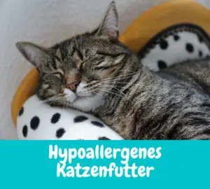 Read more about the article Hypoallergenes Katzenfutter – Das musst du wissen
