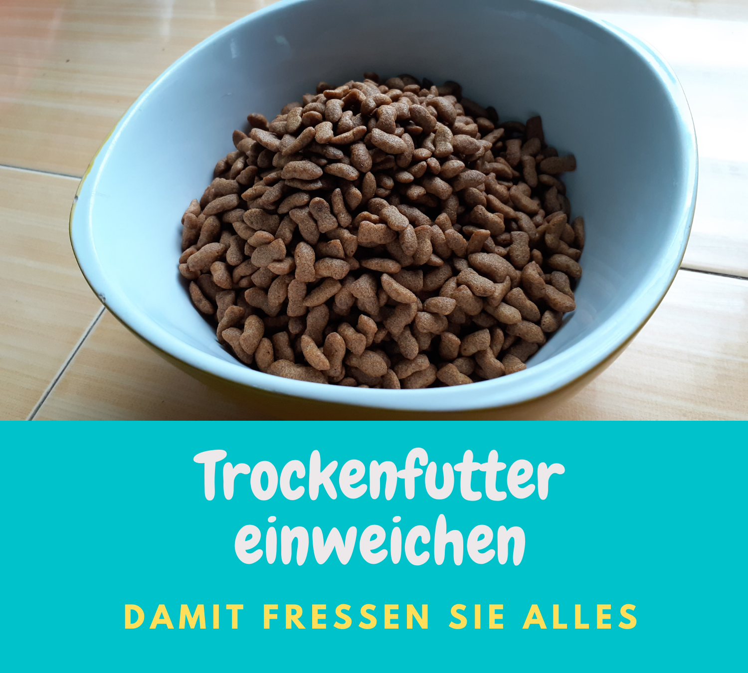 Read more about the article 5 Profi-Tipps | Trockenfutter einweichen | Für Trockenfuttertiger