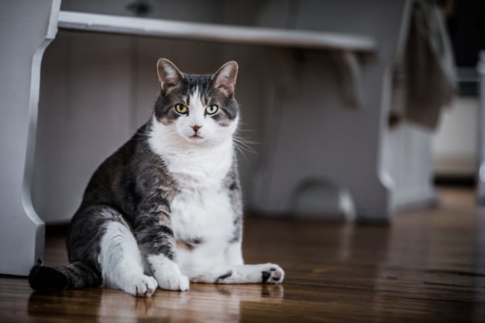 Katze nur Trockenfutter - Übergewicht