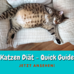Katzen Diät – Die wichtigsten Dinge