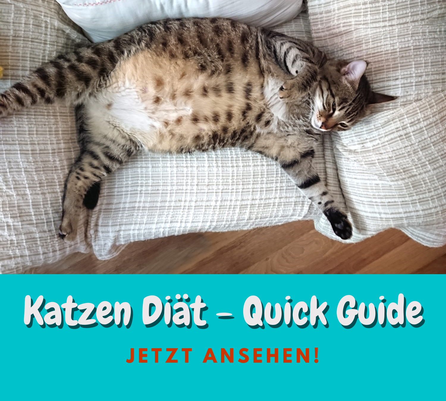 Read more about the article Katzen Diät – Die wichtigsten Dinge