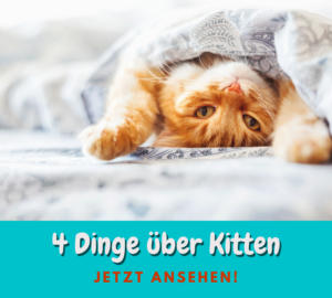 Read more about the article 4 Dinge über Kitten-Ernährung