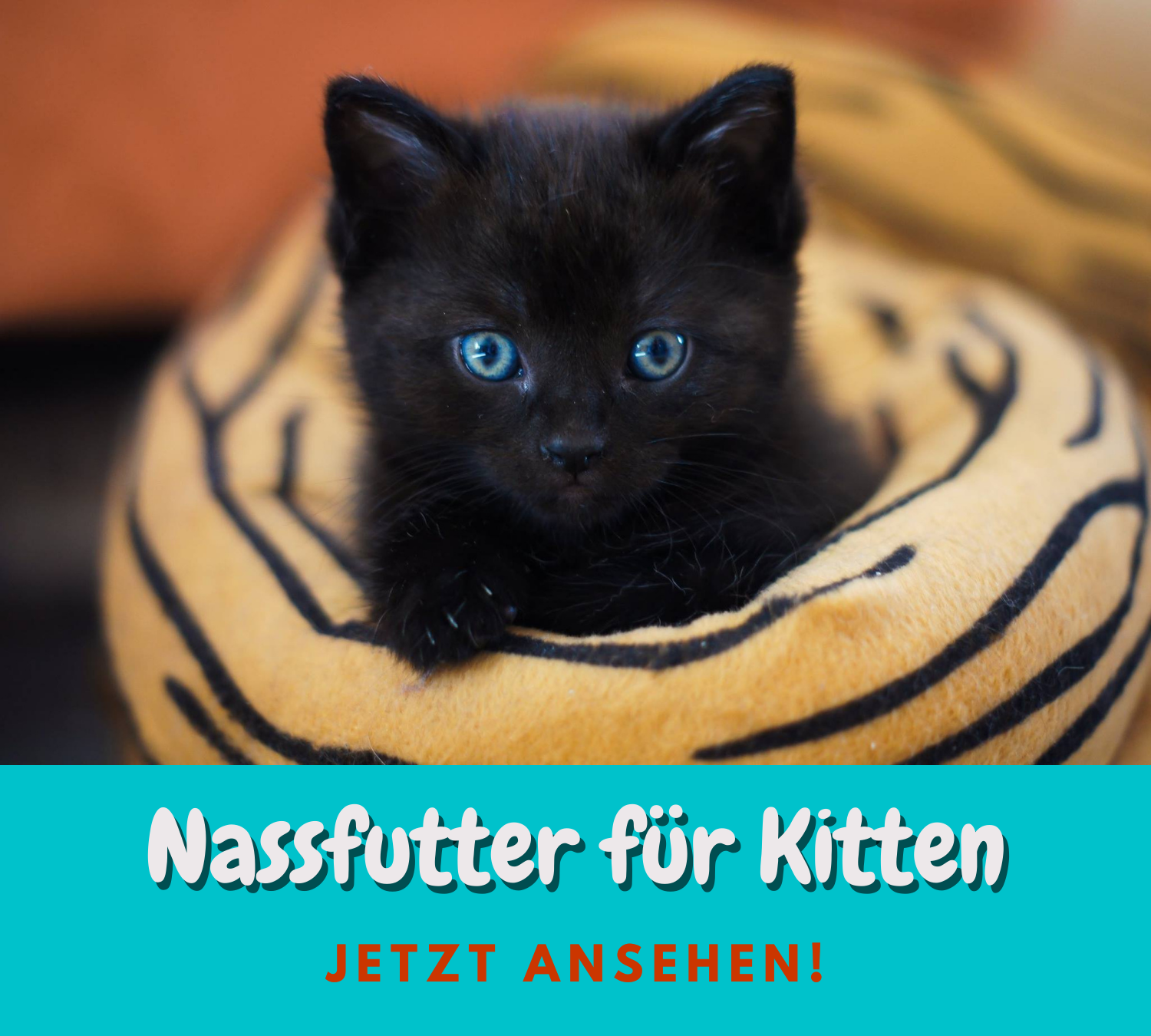 Read more about the article 3 gute Nassfutter für Kitten