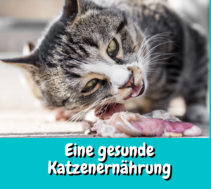Read more about the article Eine gute Katzenernährung