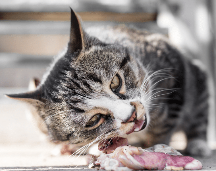 Gesunde Katzenernährung